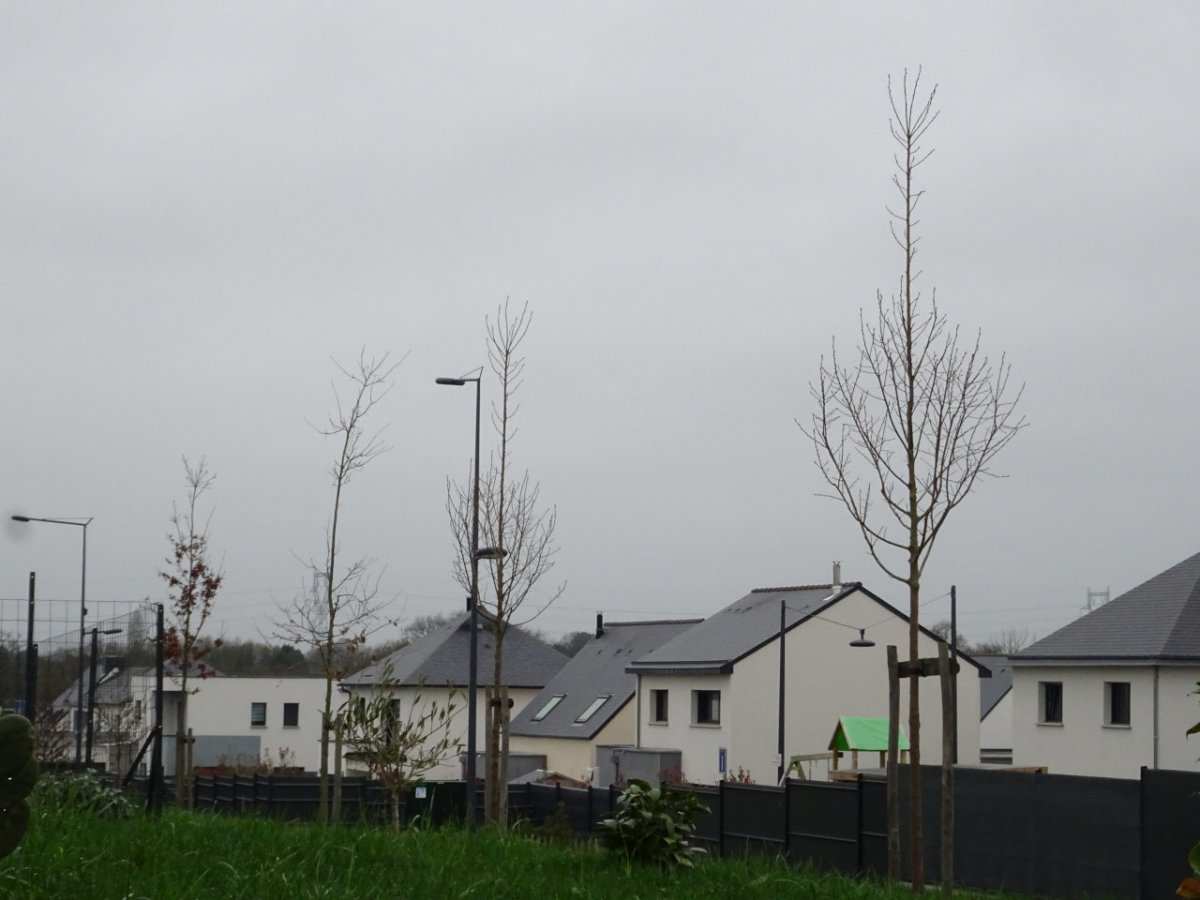 Arbres plantés il y a 1 an