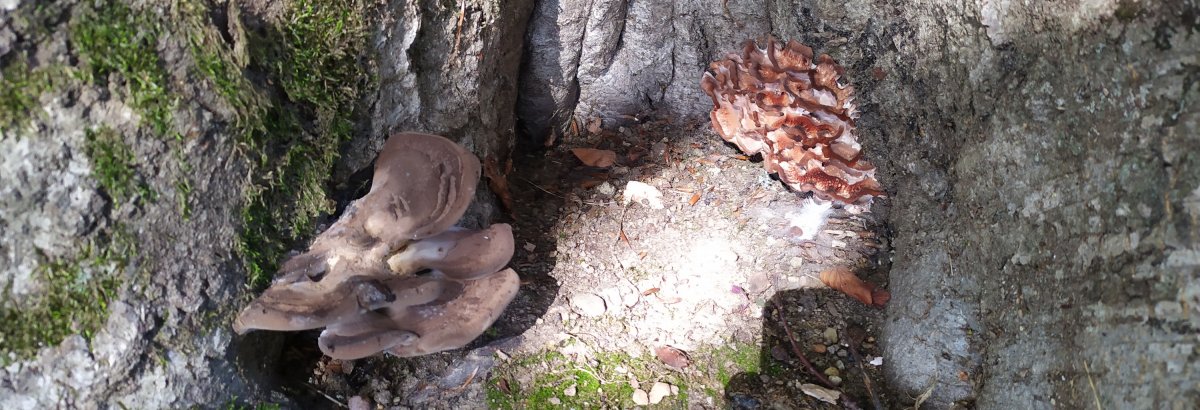 Deux carpophores de champignons sur Fagus sylvatica Purpurea