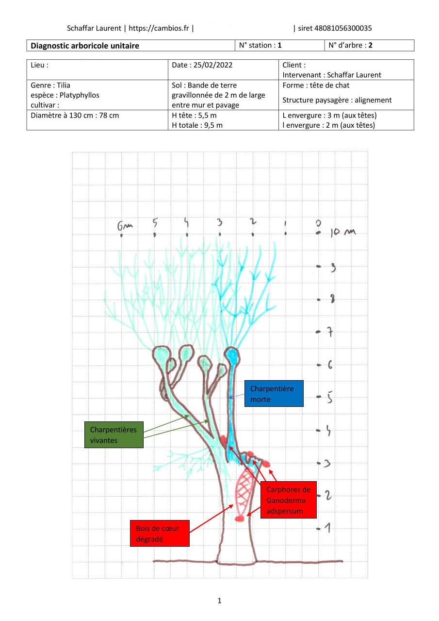 fiche de diagnostic d'un arbre - page 1 fiche de diagnostic d'un arbre - page 1