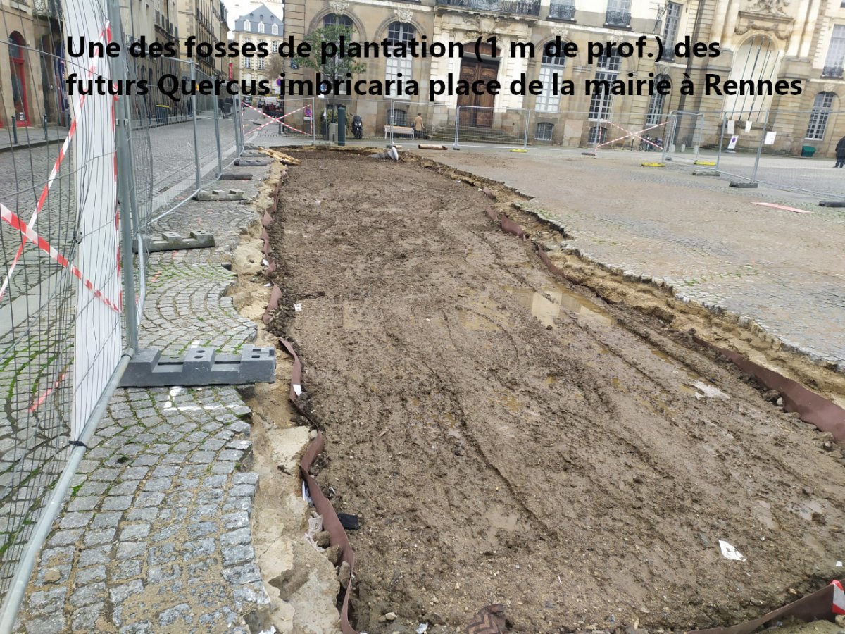 Une des fosse de plantation des futurs chênes de la place de la mairie à Rennes