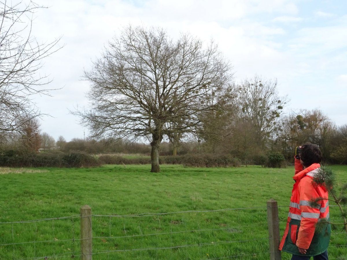 mesure de la hauteur d'un arbre à l'aide d'un télémètre laser