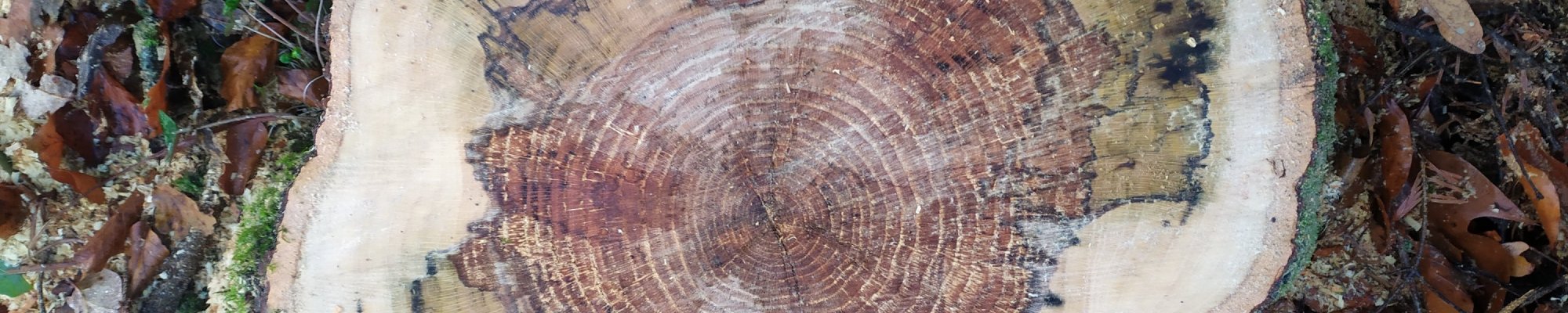 coupe radiale d'un tronc d'arbre présentant des altérations dues à un champignon